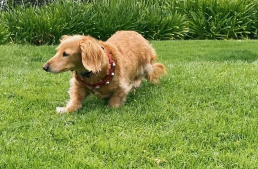 Annie in the Grass