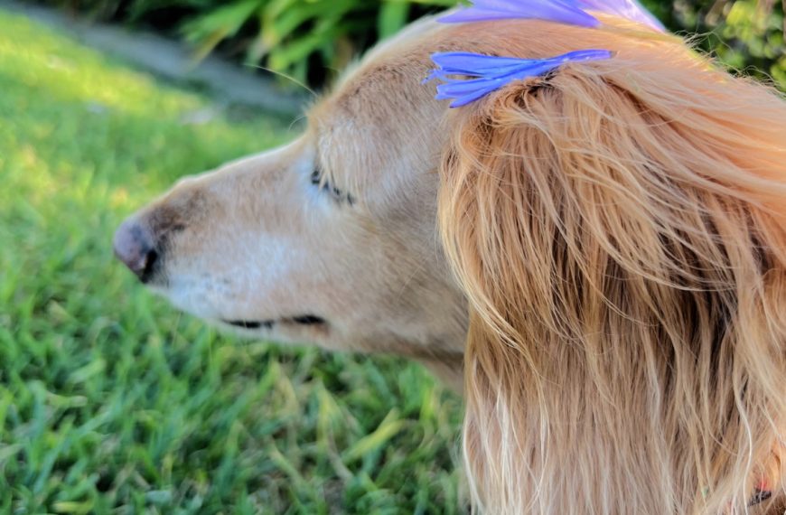 Annie's Purple Flowers