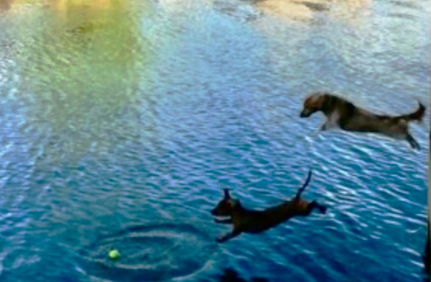 Annie's Big Dive