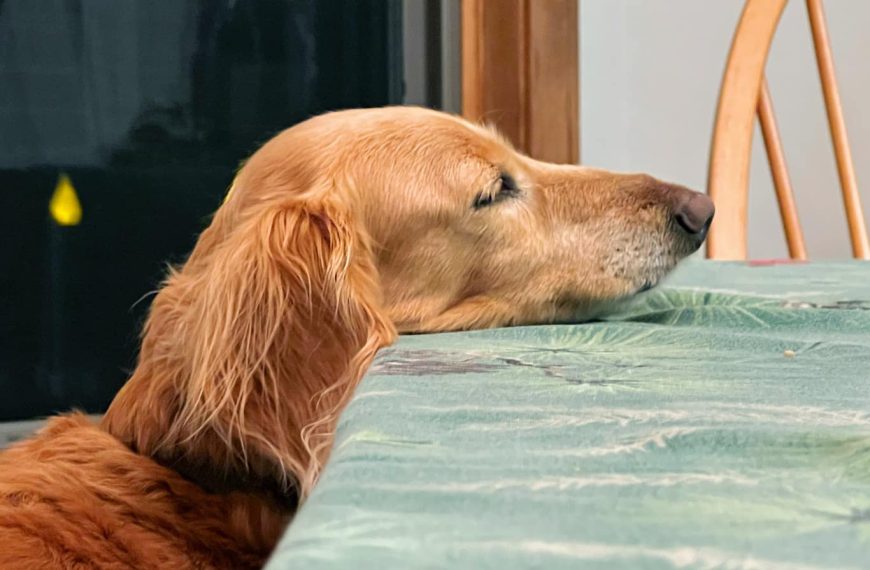 I barely speak human…