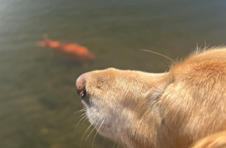 I follow the earth (Lao)…