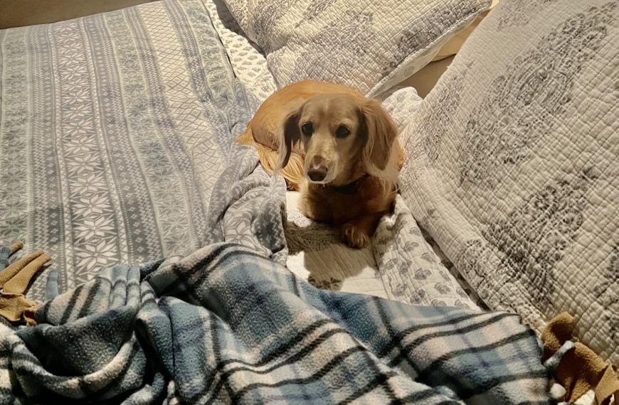 As a pup, I have no idea what humans mean when they say, “next time…”