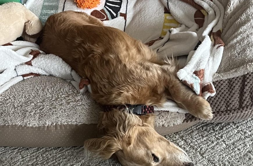 As a pup, I have strange powers…